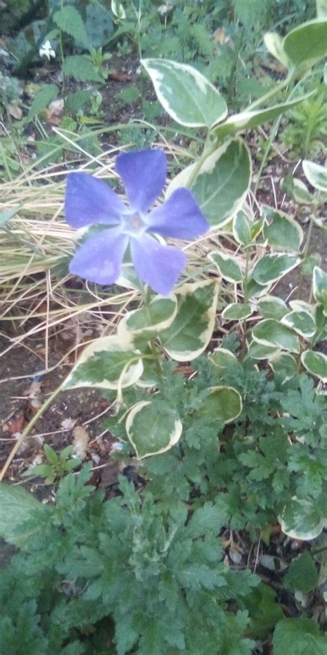 观察 Vinca major L Hegedűs Màté 2023年5月15日 World flora Pl ntNet