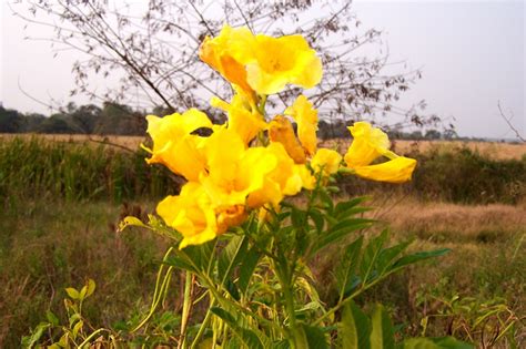 BIGNONIACEAE | Pybio Paraguay Biodiversidad