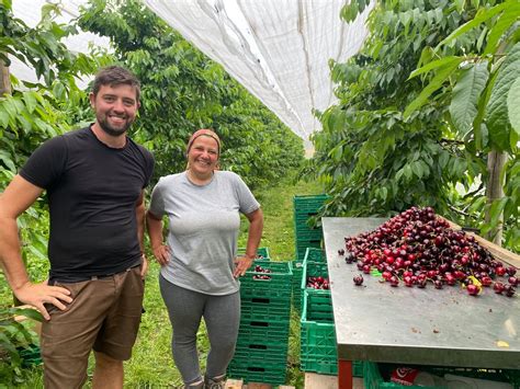 Terroir à Genève Au Bord De L’aire C’est Le Temps Des Cerises Tribune De Genève