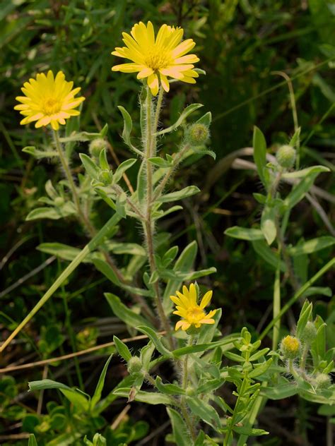 Heterotheca Villosa Hairy Golden Aster Well Named As It … Flickr