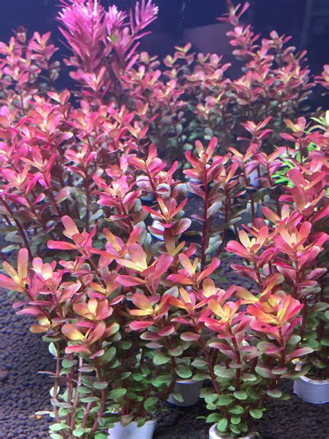 Rotala Super Red Capricorn Aquarium