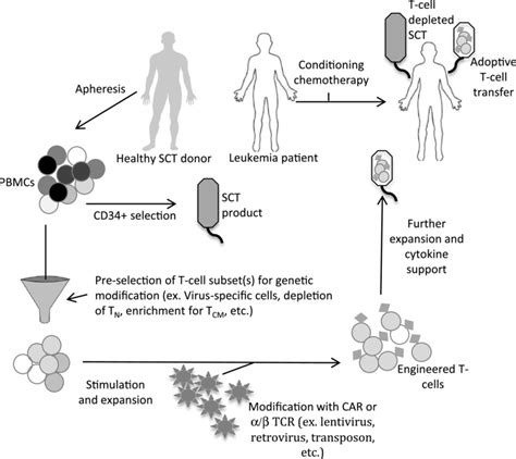 Diagram Of Act Within The Allosct Platform T Cell Depleted Sct Would