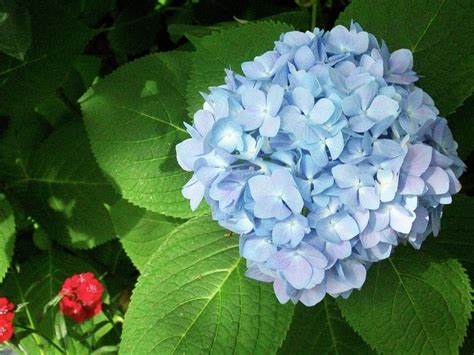 Hydrangea Photograph By Adam S Hoch Fine Art America