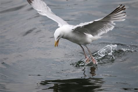 Free Images Water Nature Bird Wing Seabird Fly Seagull Beak