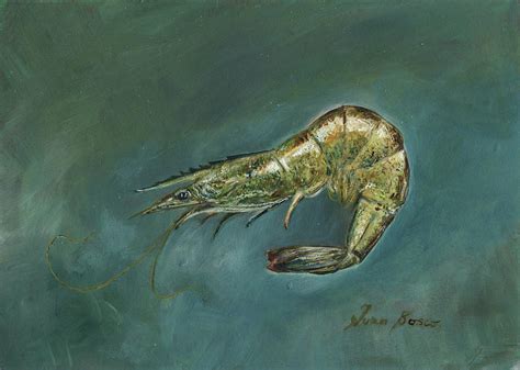 Swimming Shrimp Painting By Juan Bosco Pixels