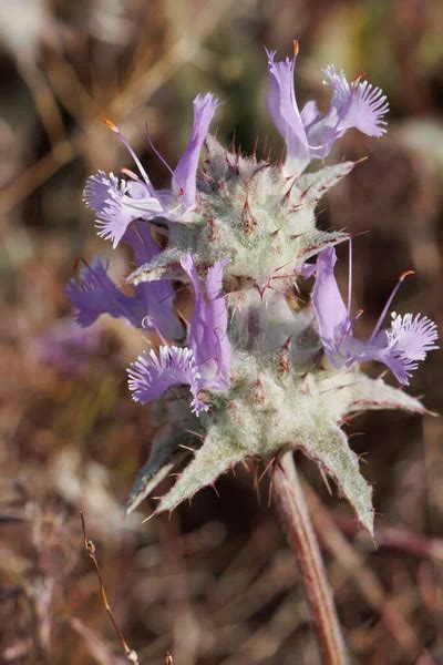 Purple Flowering Axillaterminal Determinate Cymose Head Inflorescence