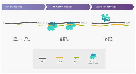 Reverse Transcription Setup Thermo Fisher Scientific De