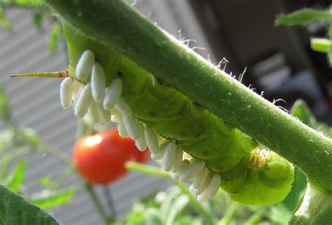 Finding Montessori: The Green Horned Caterpillar Mystery