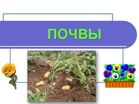 Формирование и свойства почвы - презентация онлайн