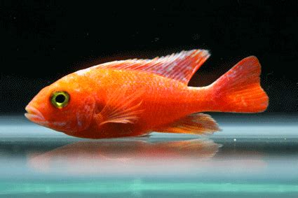 Red Peacock Ruby Red Ornamental Fish Exporter