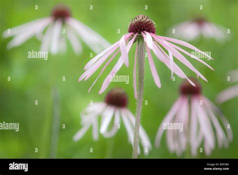 Pale Purple Coneflowers Prairie Garden Trust Callaway County