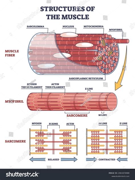 Sarcomere: Definition, Structure, Diagram, And Functions, 54% OFF