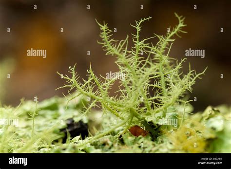 Liquen Usnea Fotograf As E Im Genes De Alta Resoluci N Alamy