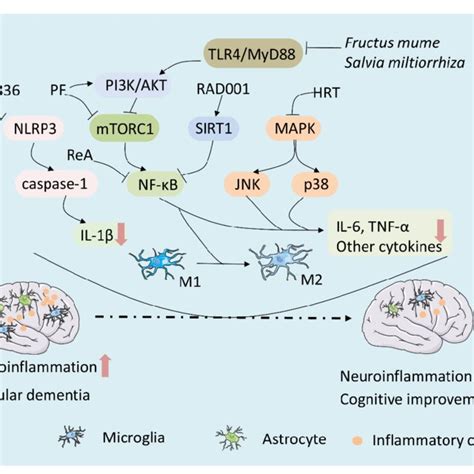 Drugs Treat Vad Through Regulating Inflammation Related Signaling