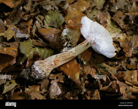 The Blusher Amanita Rubescens Amanitaceae Underside Stock Photo Alamy