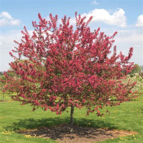 Spring Hill Nurseries Prarie Fire Crabapple Malus Live Bareroot