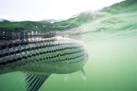 Striped Bass Underwater