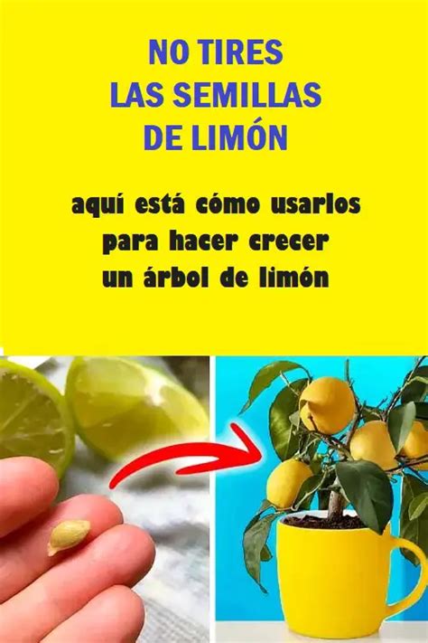 Ne Jetez Pas Les Graines De Citron Voici Comment Elles Sont Utilis Es