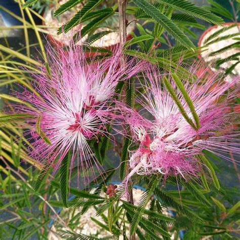 Calliandra Surinamensis Dixie Pink Pépinières Rouxel