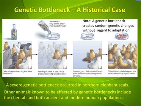 Ppt Genetic Drift Bottleneck Effect And Founder Effect Powerpoint