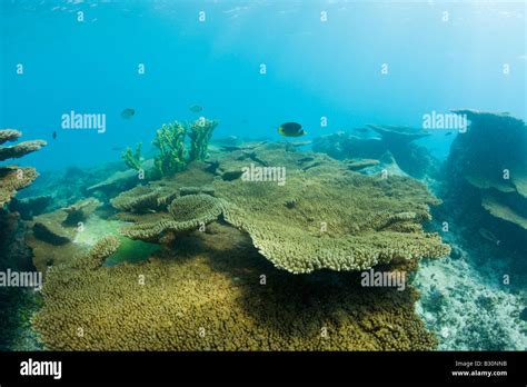 Los corales en Bikini laguna del atolón Bikini de las Islas Marshall Micronesia Océano Pacífico