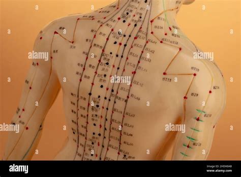 Acupuncture Meridian Acupunctures Meridians Stock Photo Alamy