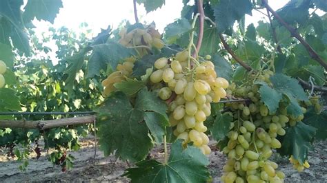 Виноград Сорт Богатырь Фото Описание – Telegraph