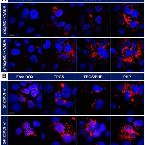 Confocal Microscopy Images Of Mcf Adr A And Mcf B Cells