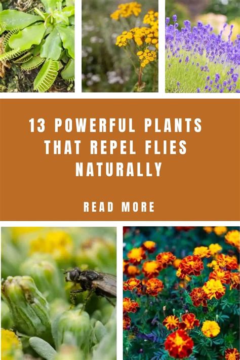 13 Powerful Plants That Repel Flies Naturally Fly Repellant Plants