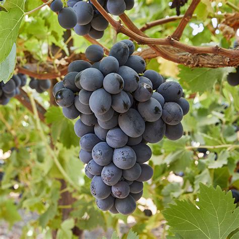 Adora Seedless Black Grape Moyca Grapes