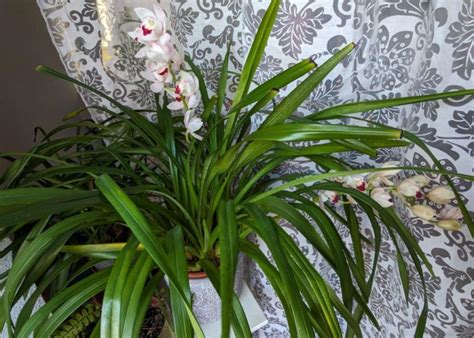 RE Cymbidium Hybriden 43