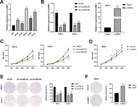 CircME1 Promotes CcRCC Proliferation In Vitro A CircME1 Expression