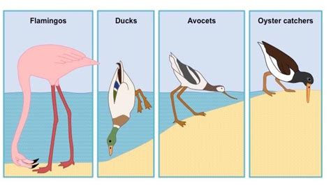 Unit 2 Organisms And Evolution Advanced Higher Biology Miss Aitken