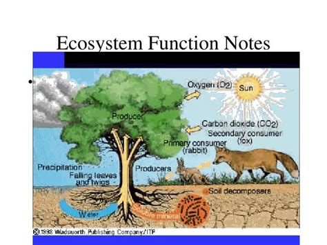 Ppt Ecosystem Function Notes Powerpoint Presentation Free Download Id 5783387