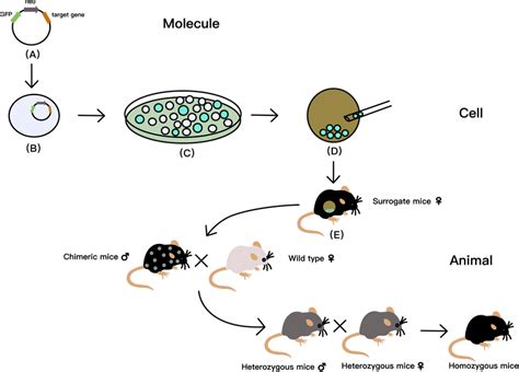 Steps Of Making Knockout Mice By Homologous Recombination HR