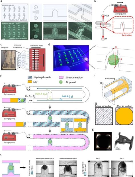 New Approaches To Vascularization In Organoid Cultures Using