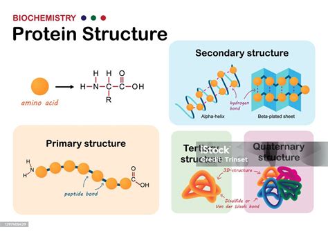 Biochemistry Diagram Show Levels Of Protein Structure From Amino Acid ...