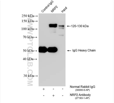 Neuropilin Antibody Ap Proteintech