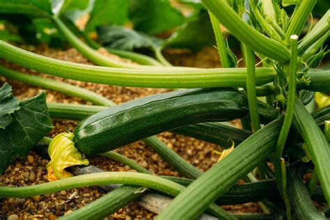 Planter Entretenir Et Arroser Ses Pieds De Courgette Nos Conseils