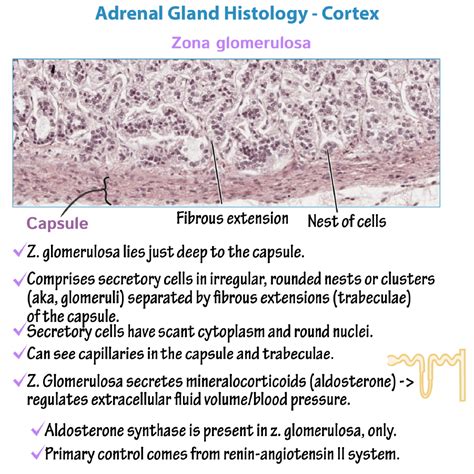 Endocrine System Glossary Adrenal Gland Detailed Histology