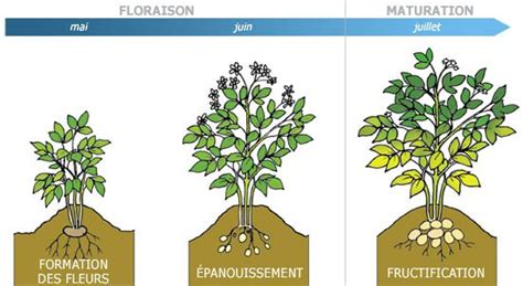 Le Cycle De Vie De La Pomme De Terre Le Plant Français De Pomme De Terre Pomme De Terre