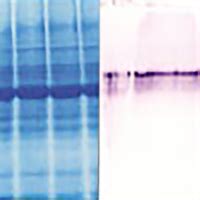 Nucleobond Rna Dnaisolation Purification Of Rna Dna From The Same