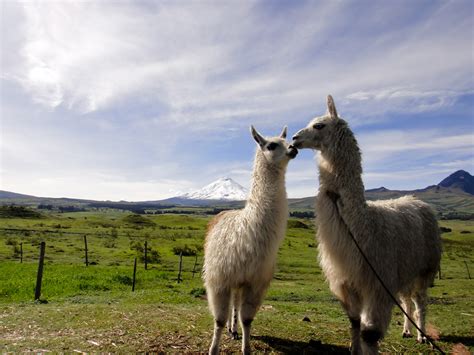 Photo Of The Moment Kissing Llamas In Cotopaxi Ecuador — Vagabondish