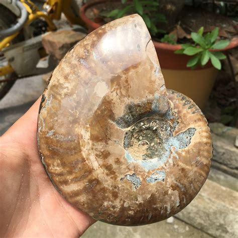 Natural Ammonite Fossil Quartz Crystal Specimen Reiki Healing Etsy UK