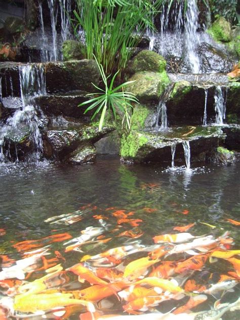 Koi Fish Pond In Phuket Province In Southern Thailand So Cool Koi