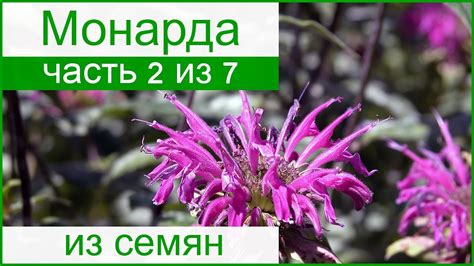 🌱 Выращивание монарды из семян рассадой: посев и уход за рассадой ...