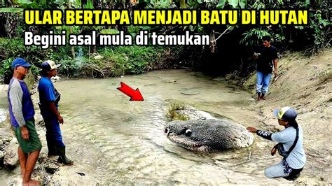 Viral Ular Besar Sedang Bertapa Menjadi Batu Ditemukan Warga Jombang