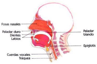 LA FUNCIÓN DE NUTRICIÓN APARATO RESPIRATORIO Pictoeduca