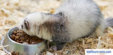 Nourriture Pour Furet Tests Avis Et Comparatif En Janvier 2025