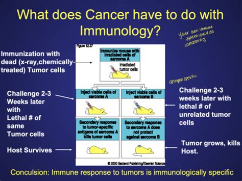 Cancer Immunotherapy And Editing Flashcards Quizlet